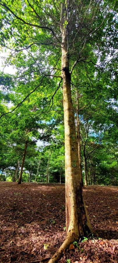 Hospedaje Finca Agroturistica Dona Rufa Rio Sereno Eksteriør bilde